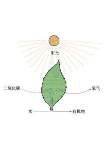 光合作用|Topic 2.9 Photosynthesis 光合作用